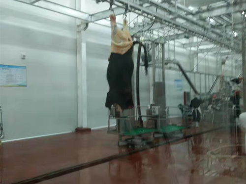 四川省電加熱湯池與省頭蹄清洗機 產(chǎn)品鑒別與服務價值解析